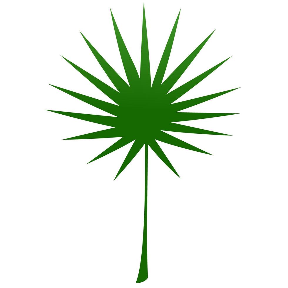 Sugar palm leaf. vector