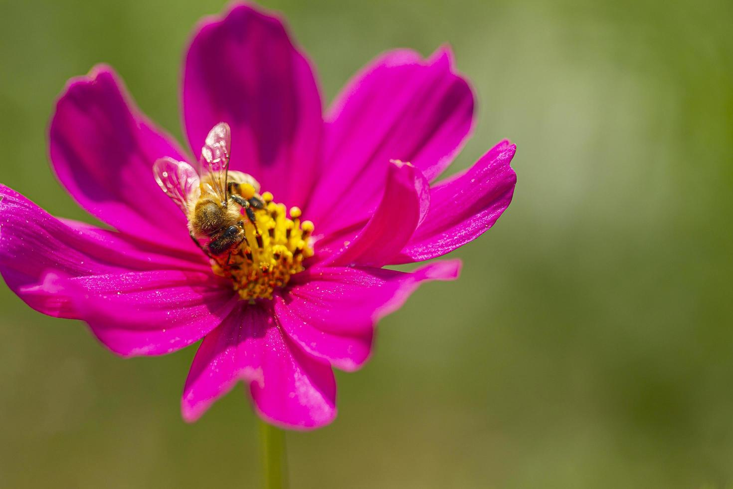 The bee is searching for nectar on the flowers in the garden, with the pollen of yellow flowers stuck in the bee. photo