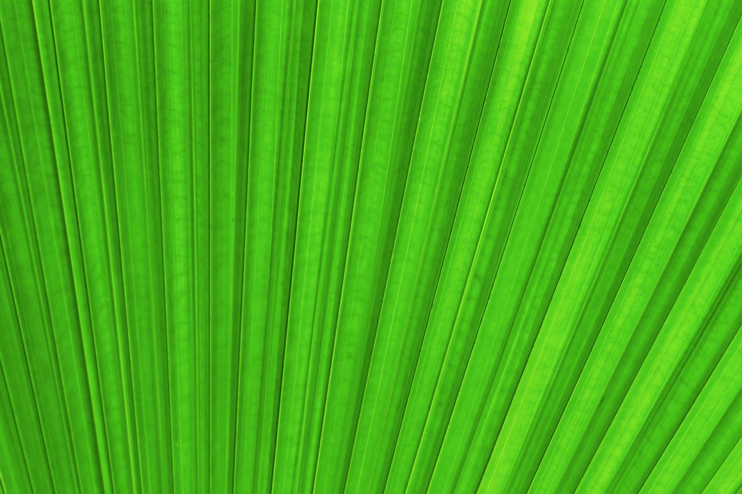 Quizás pirámide Mono textura de hoja de palma de azúcar, fondo abstracto 6893796 Foto de stock en Vecteezy Quizás pirámide Mono textura de hoja de palma de azúcar, fondo abstracto 6893796 Foto de stock en Vecteezy