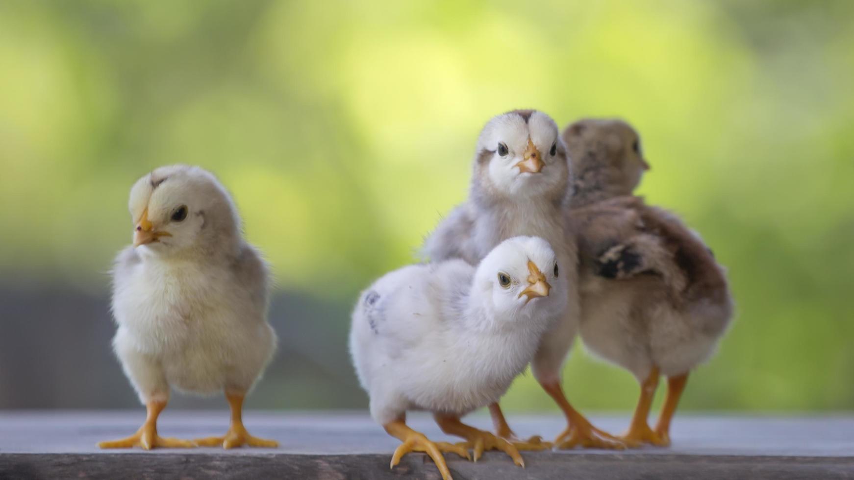 4 yellow baby chicks on wood floor behind natural blurred background photo