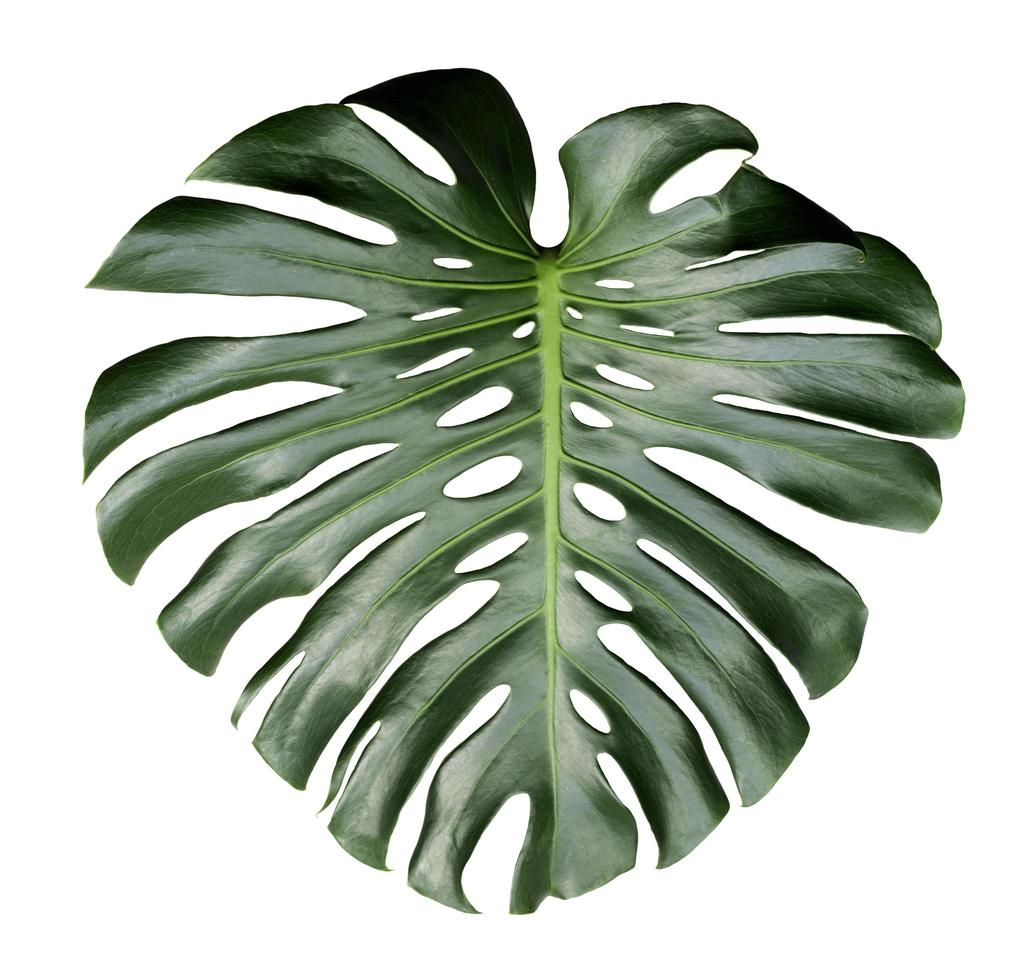 Monstera leave isolated against white background photo