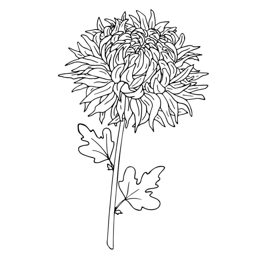 Vector Illustration of Chrysanthemum Flower on a White Background.