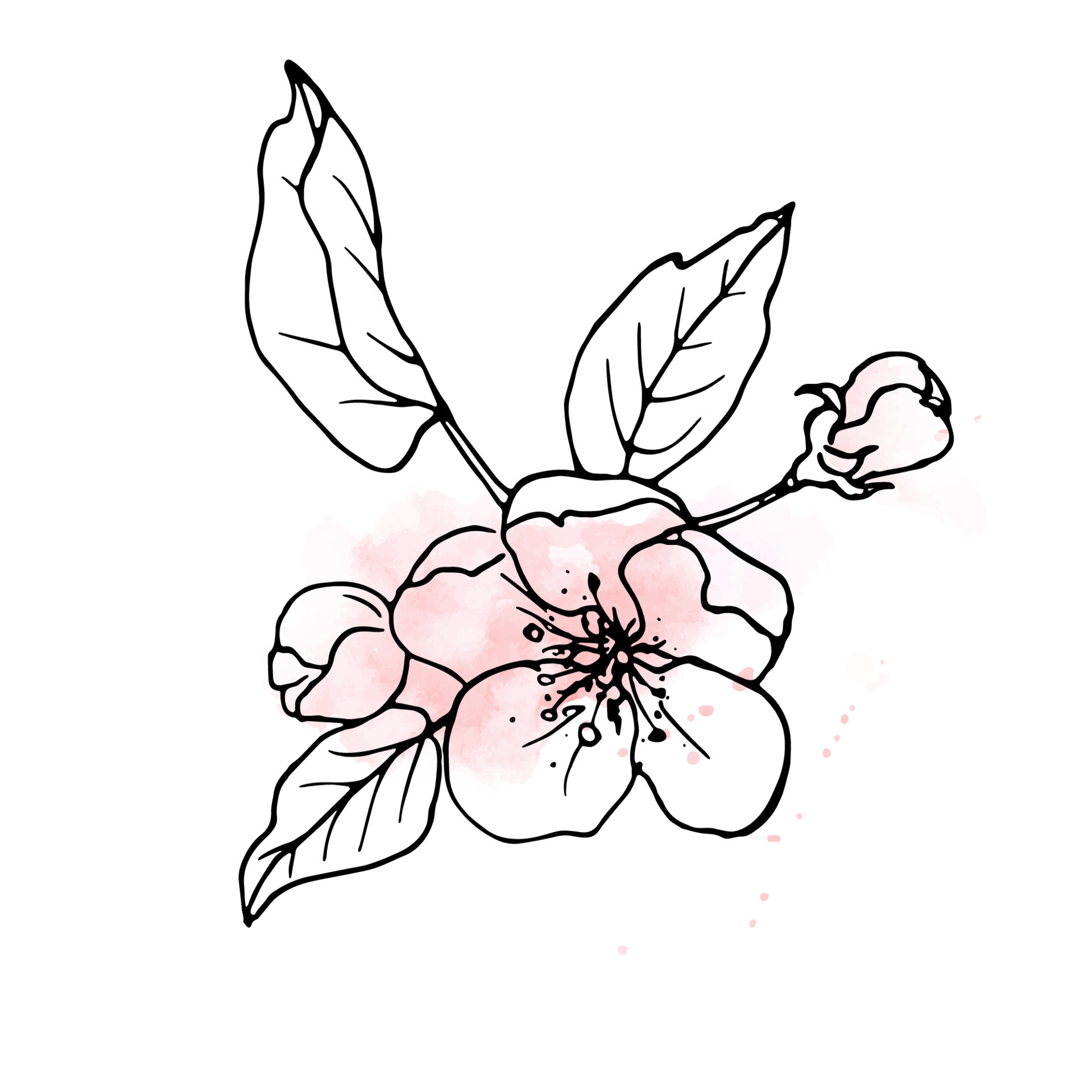 Korean Flower Drawing