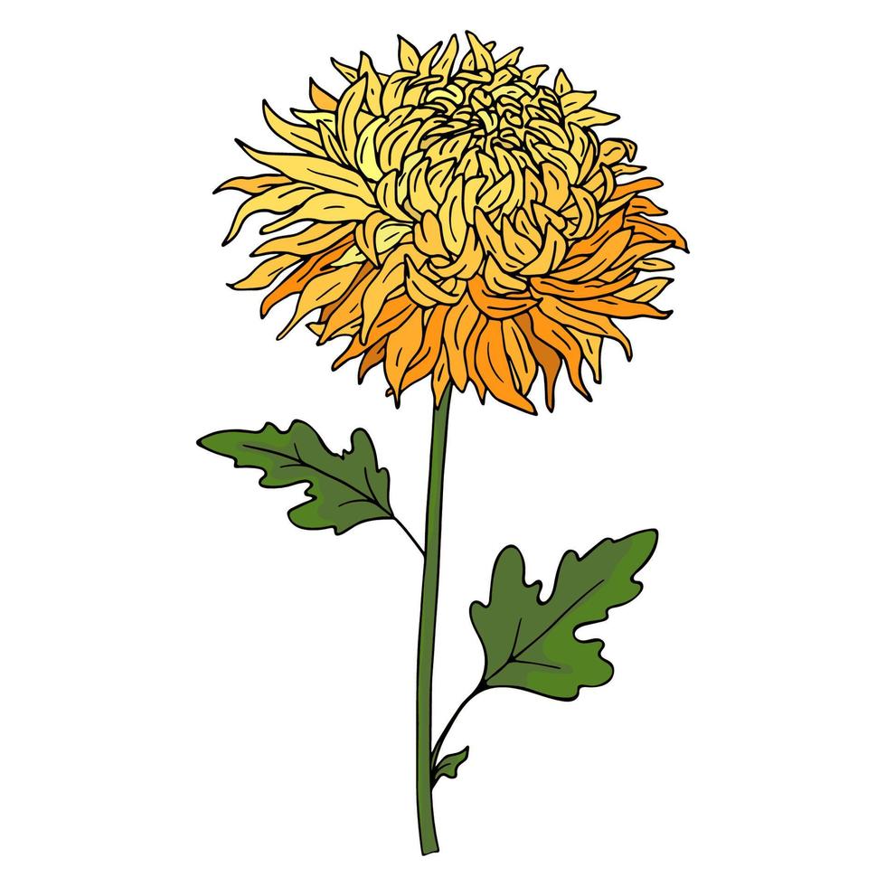 Hand Drawn Bright Chrysanthemum Flower on White Background. vector