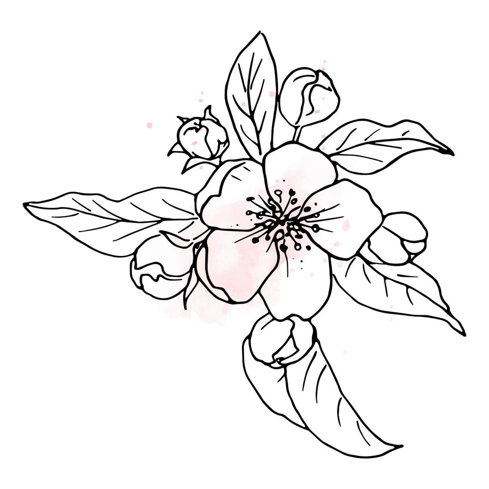 Botanical Sketch of Spring Blossoming Branch of Apple Tree. vector