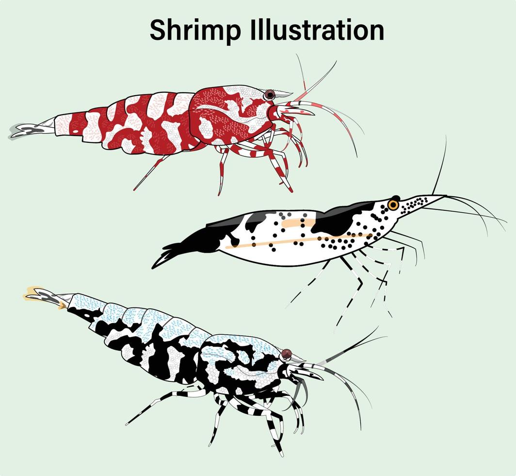 A set of shrimp vector illustration