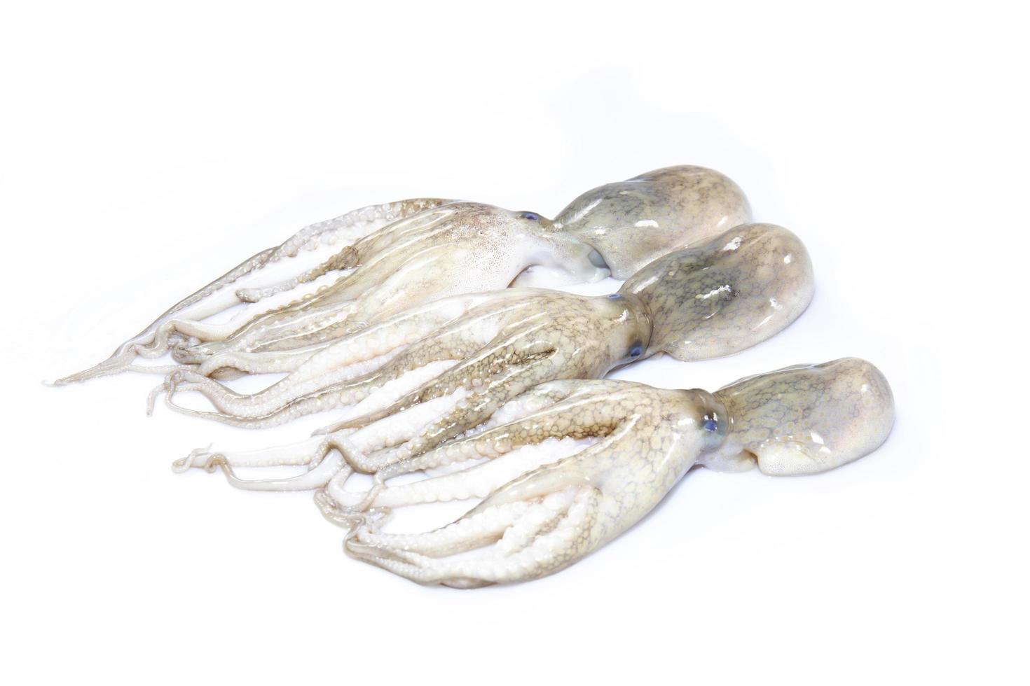 Fresh squid from the sea, isolated on white background. photo