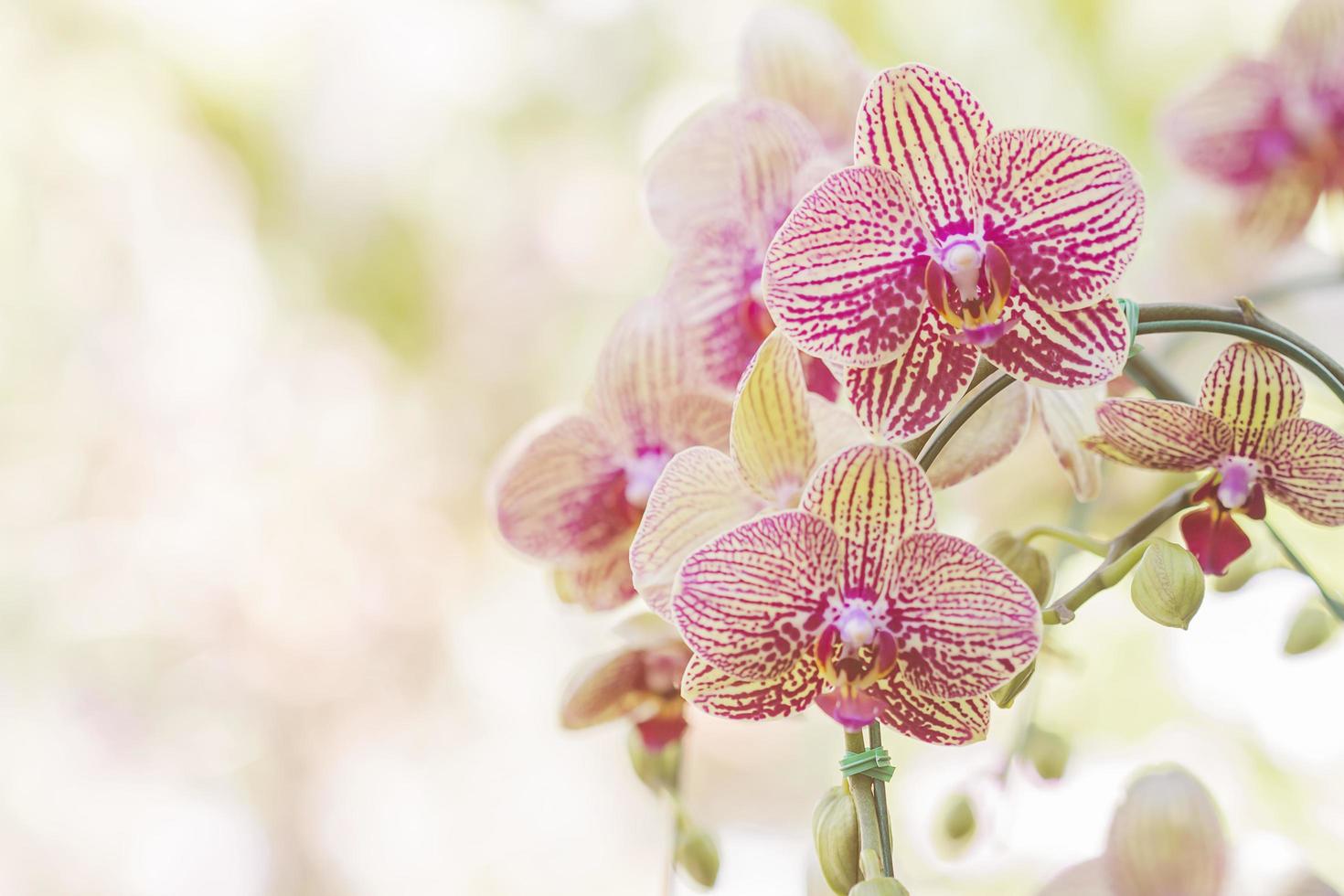 hermosas orquideas en el jardin y con una luz anaranjada justa. foto