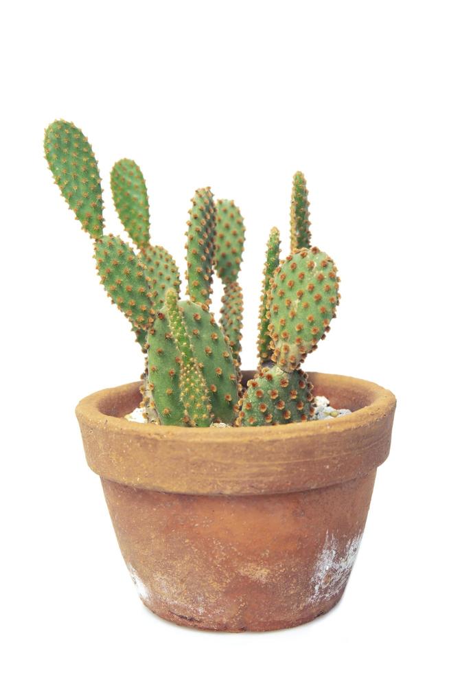 cactus aislado sobre fondo blanco. foto