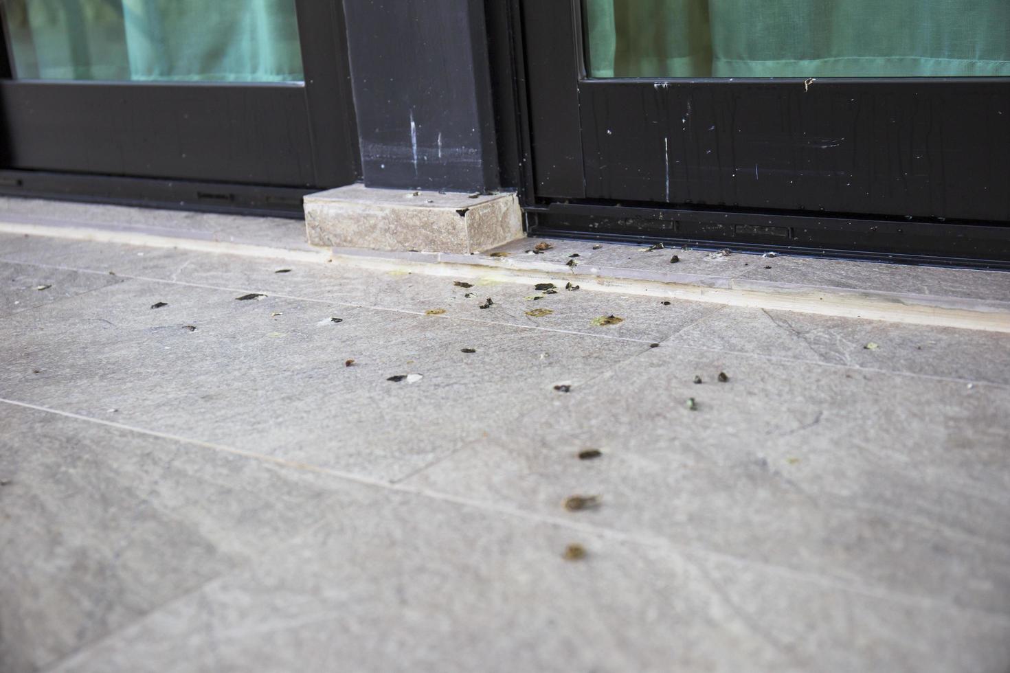 Bird droppings that fall on the tiled floor. photo