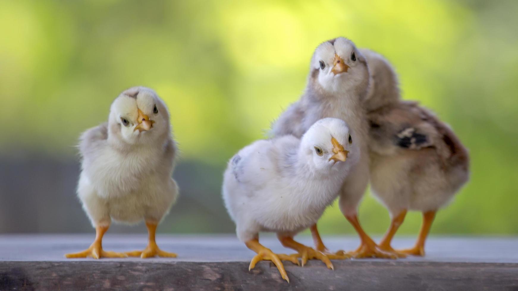 4 yellow baby chicks on wood floor behind natural blurred background photo