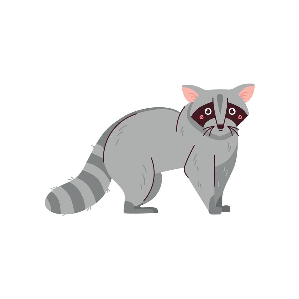 Raccoon flat vector illustration isolated on white background. Cute raccoon animal. Forest wild inhabitant with grey fur.