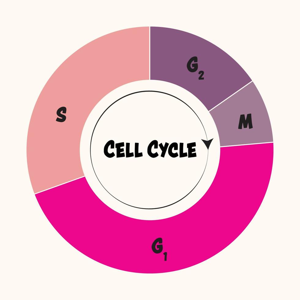 Phases of the cell cycle 6894530 Vector Art at Vecteezy Biology Diagrams