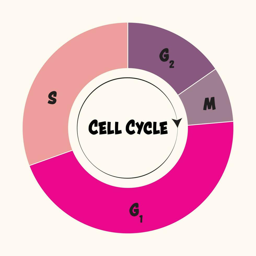 fases del ciclo celular vector