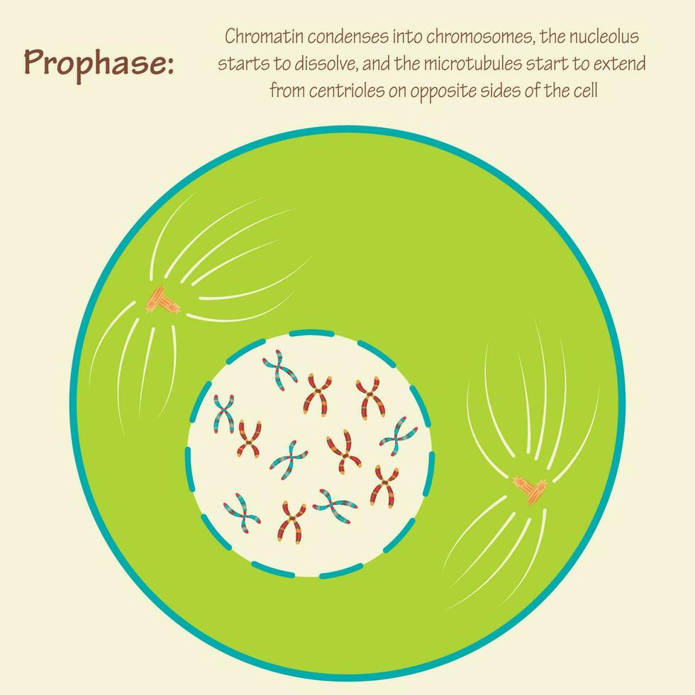 profase del ciclo celular vector