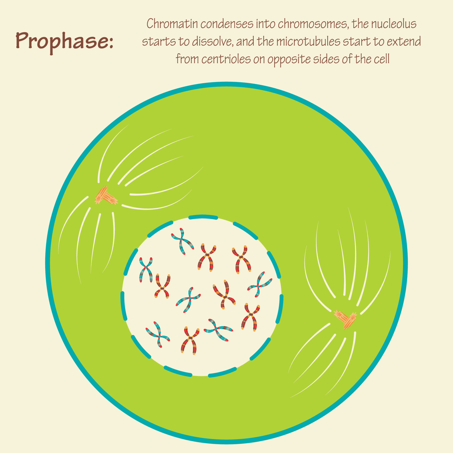 Prophase of the cell cycle 6894532 Vector Art at Vecteezy