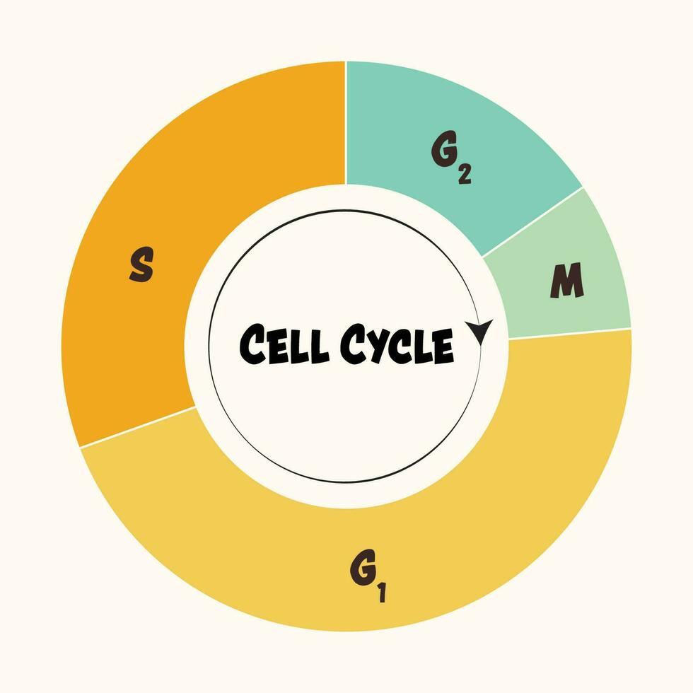 Phases of the cell cycle vector