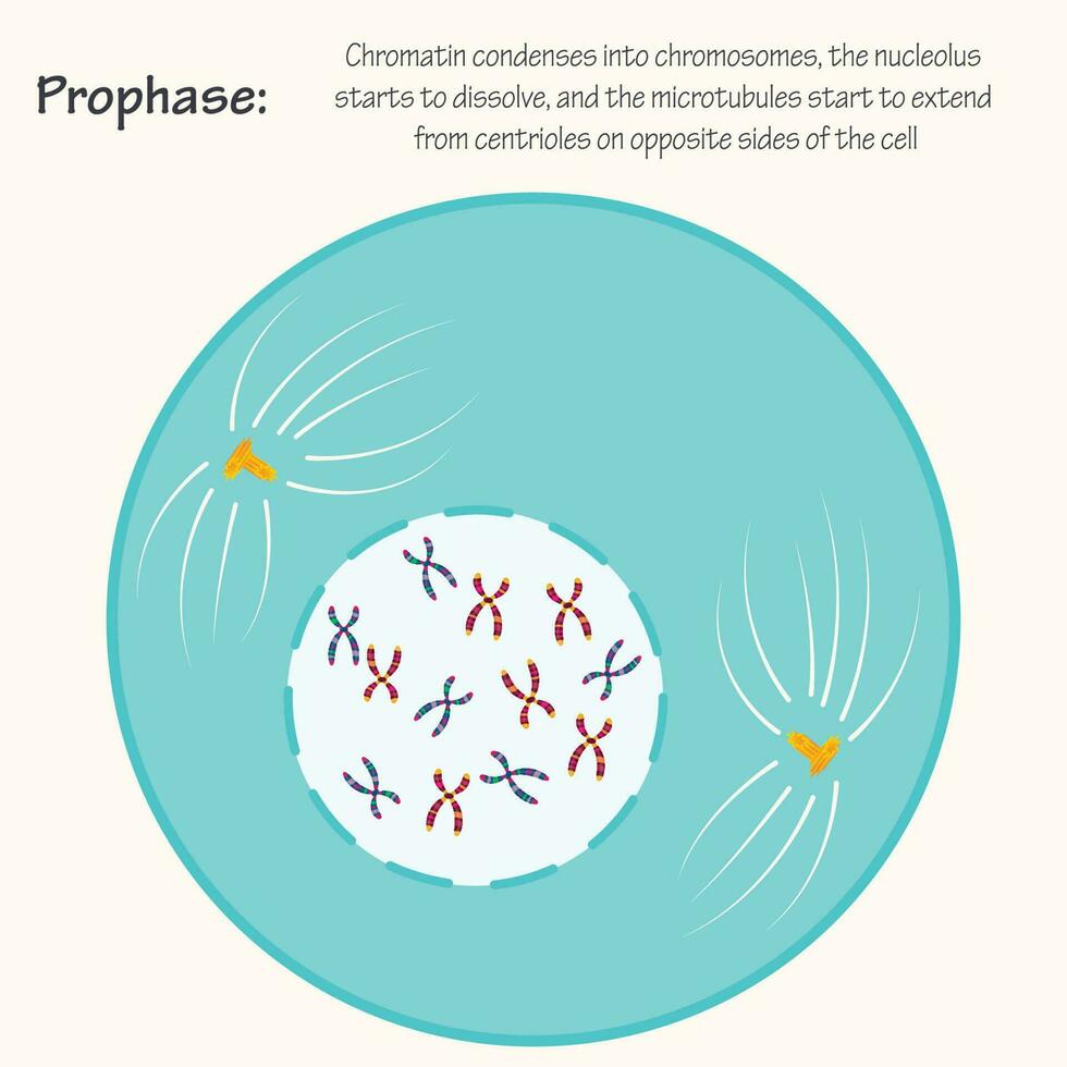 Prophase of the cell cycle vector