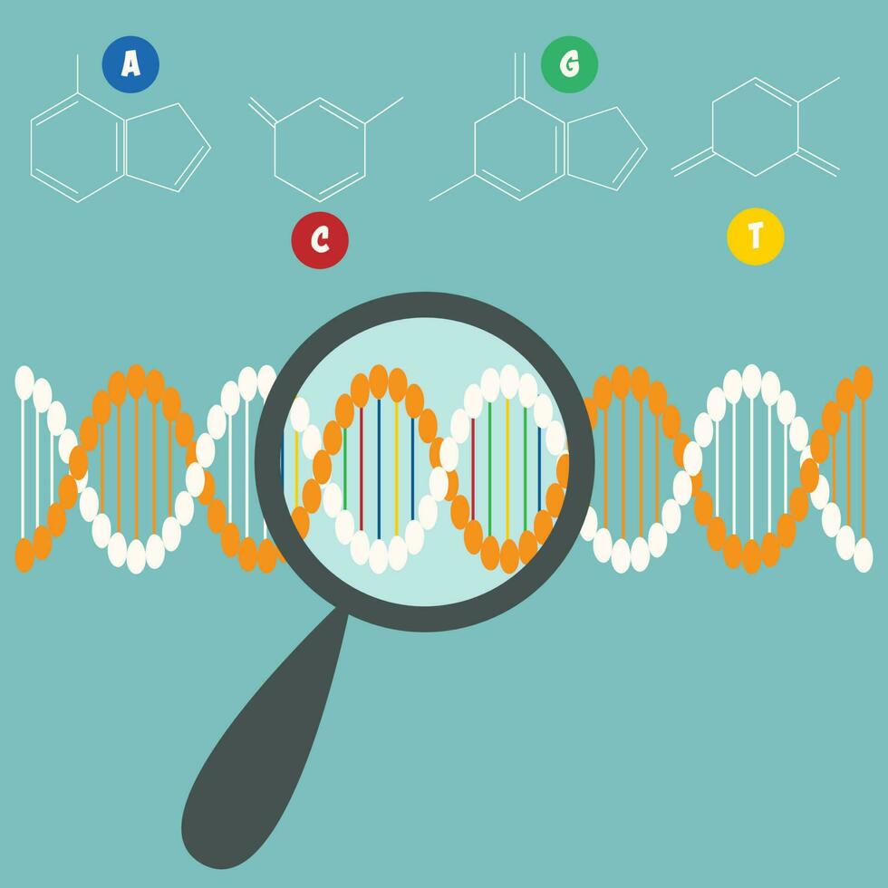 Searching for the DNA sequence vector