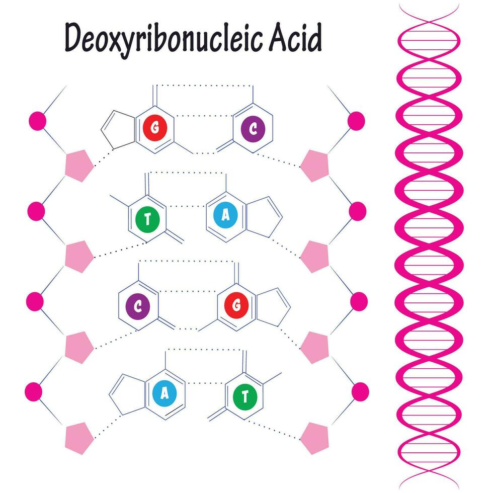 Structure of DNA vector