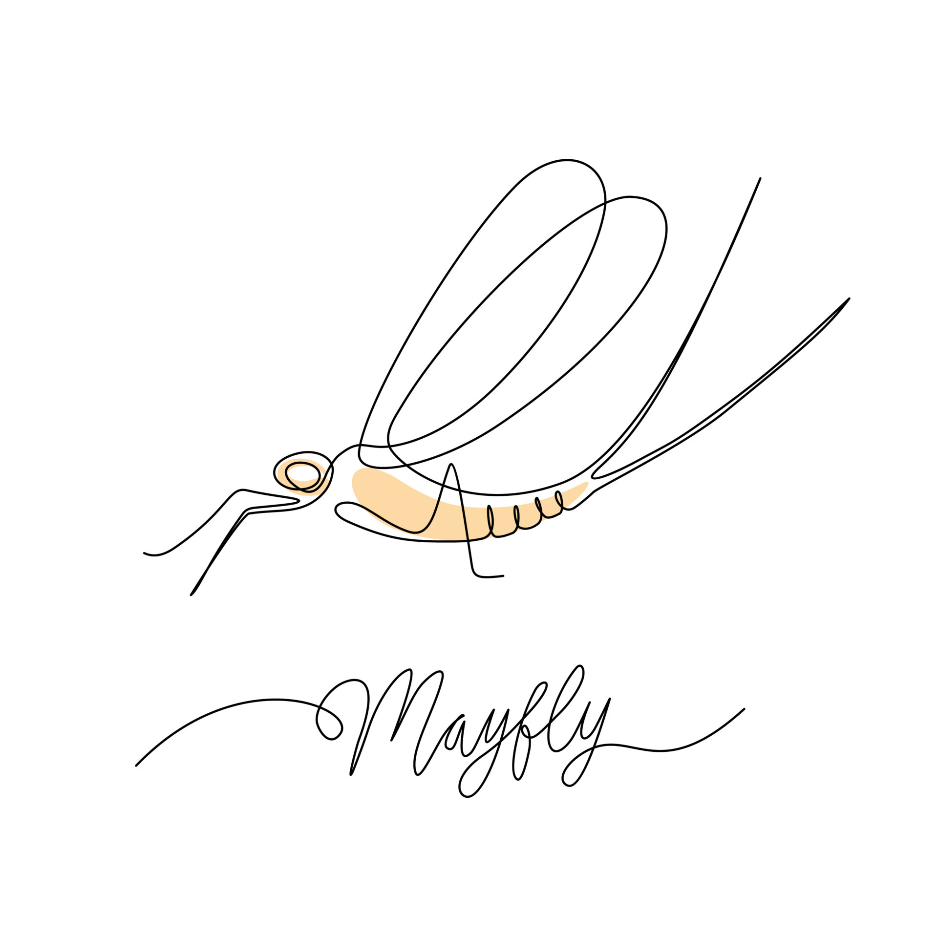 Single line drawing of a mayfly, isolated on a white background. vector