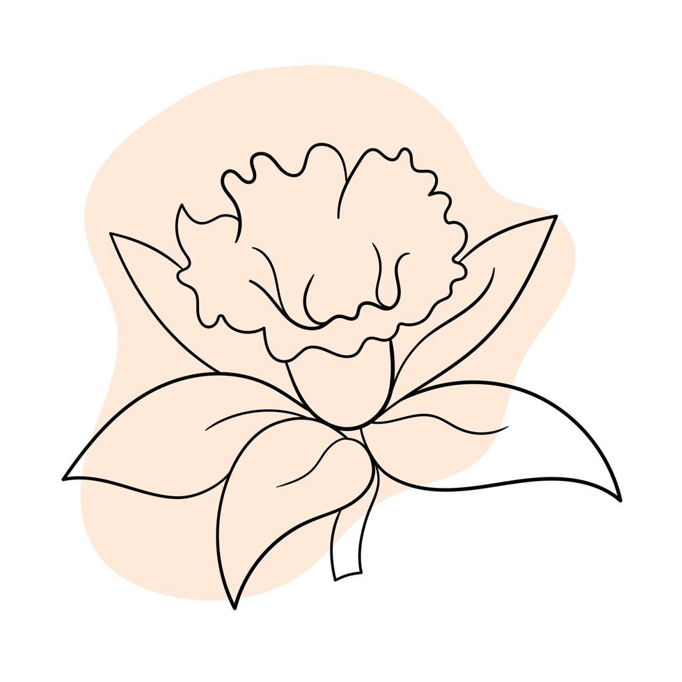line black illustration graphics flower daffodil with colors stains vector