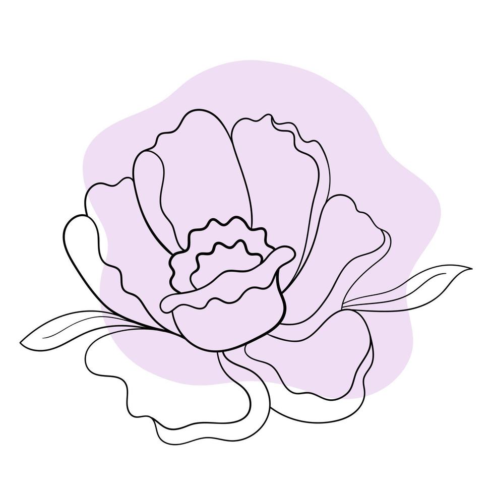 Vector line black illustration graphics flower peony with colors stains