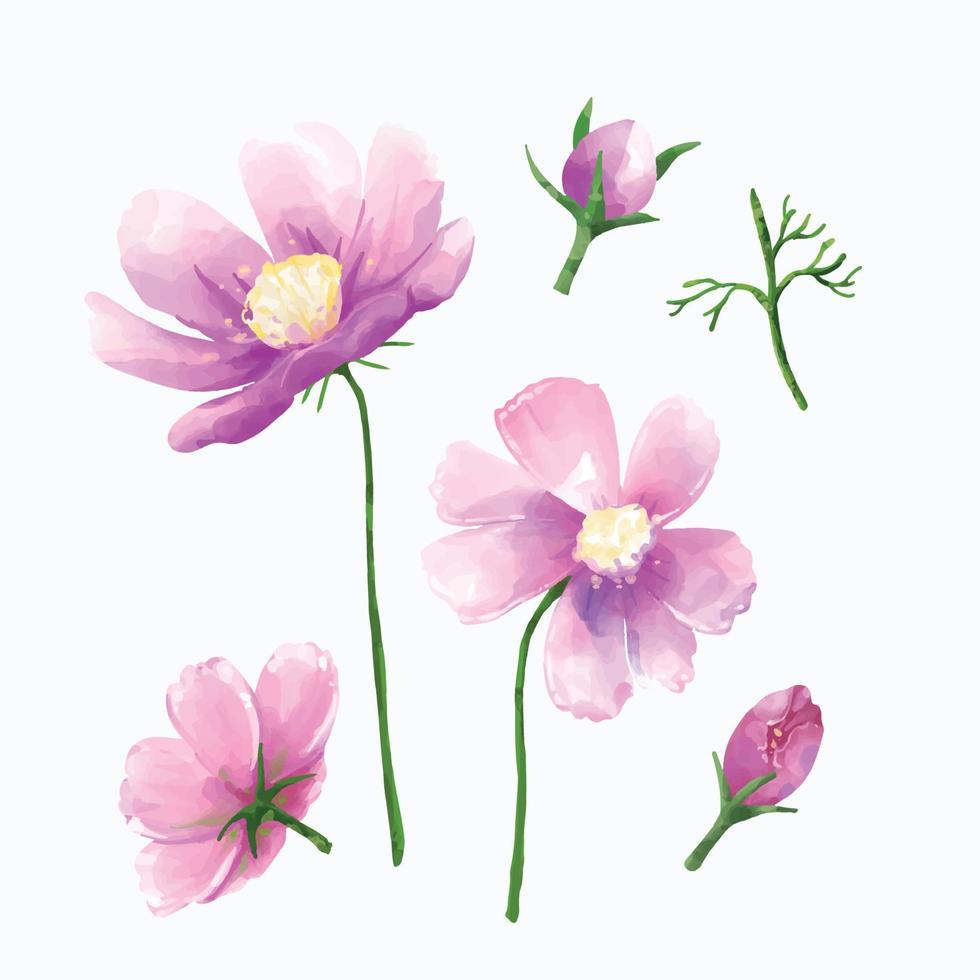 elementos de cosmos de jardín rosa en acuarela vector