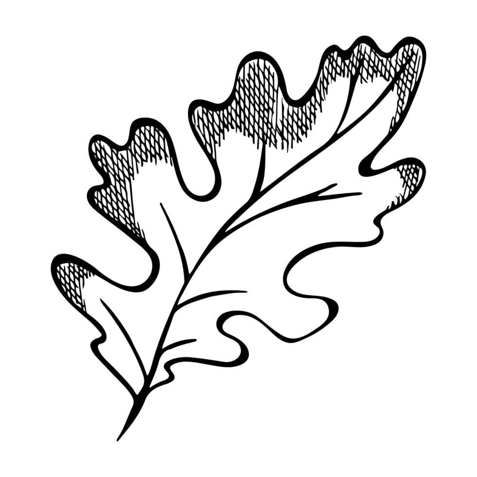 Vector hand drawn oak leaf. Autumn illustration isolated on white background. Detailed botanical clipart.