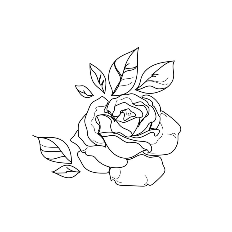 Rose continuous line, outline sketch style vector abstract art.