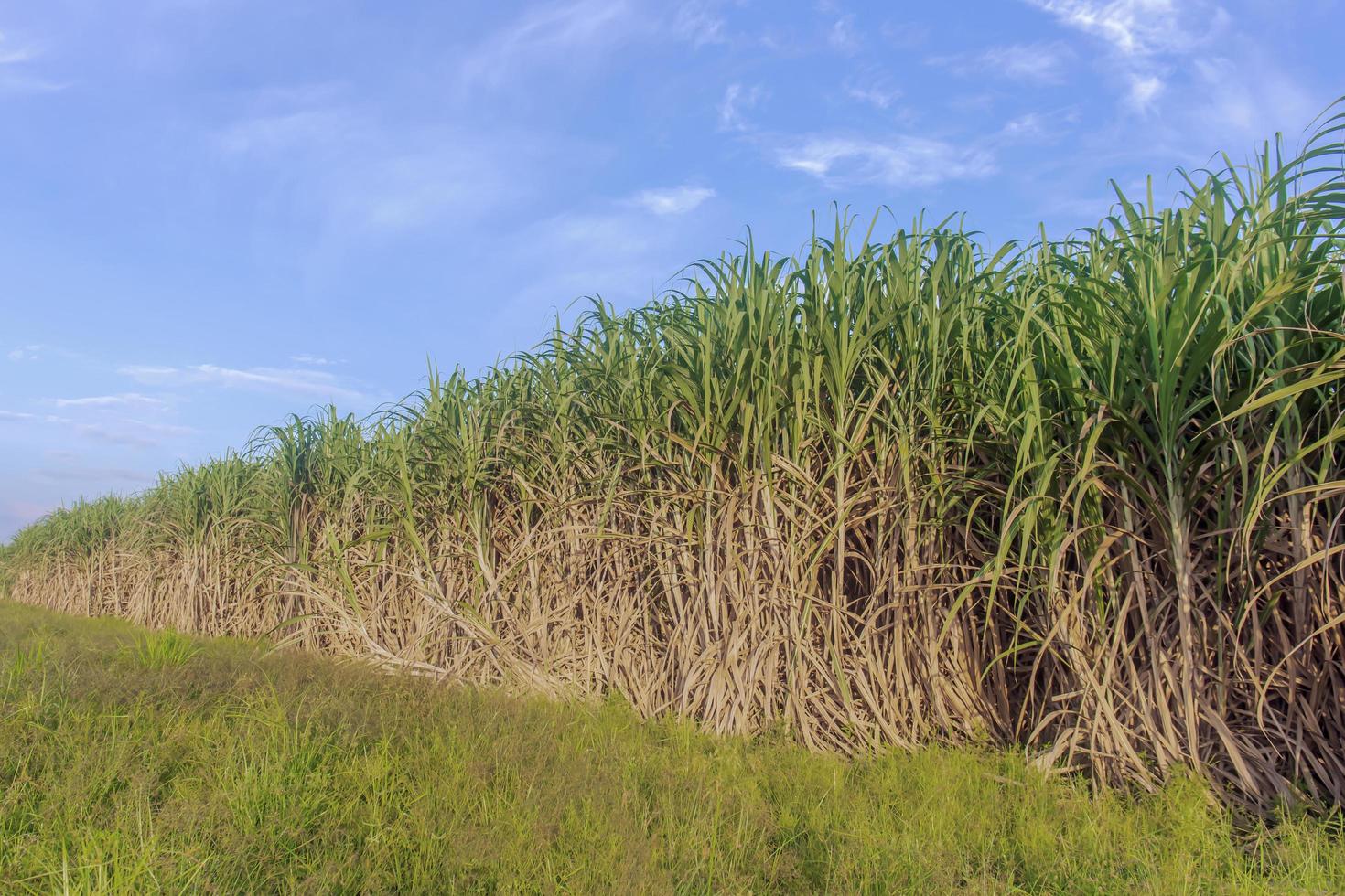 Sugarcane plantation, clear sky, Asia, Thailand. photo