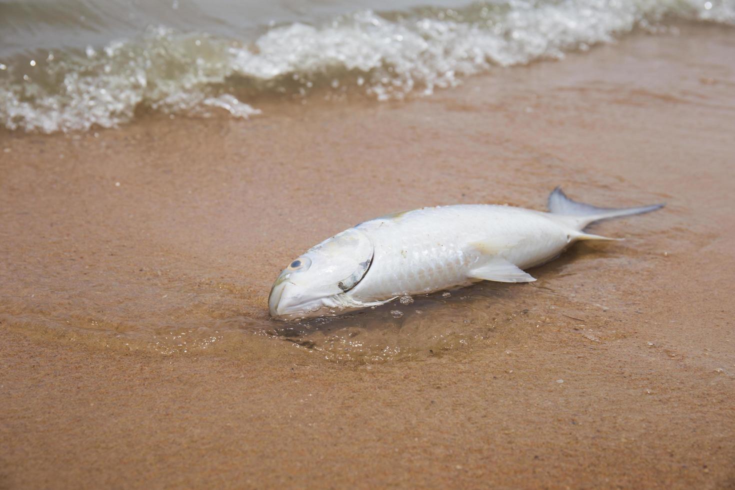 Dead fish lying on the beach on the sand with sea waves. photo