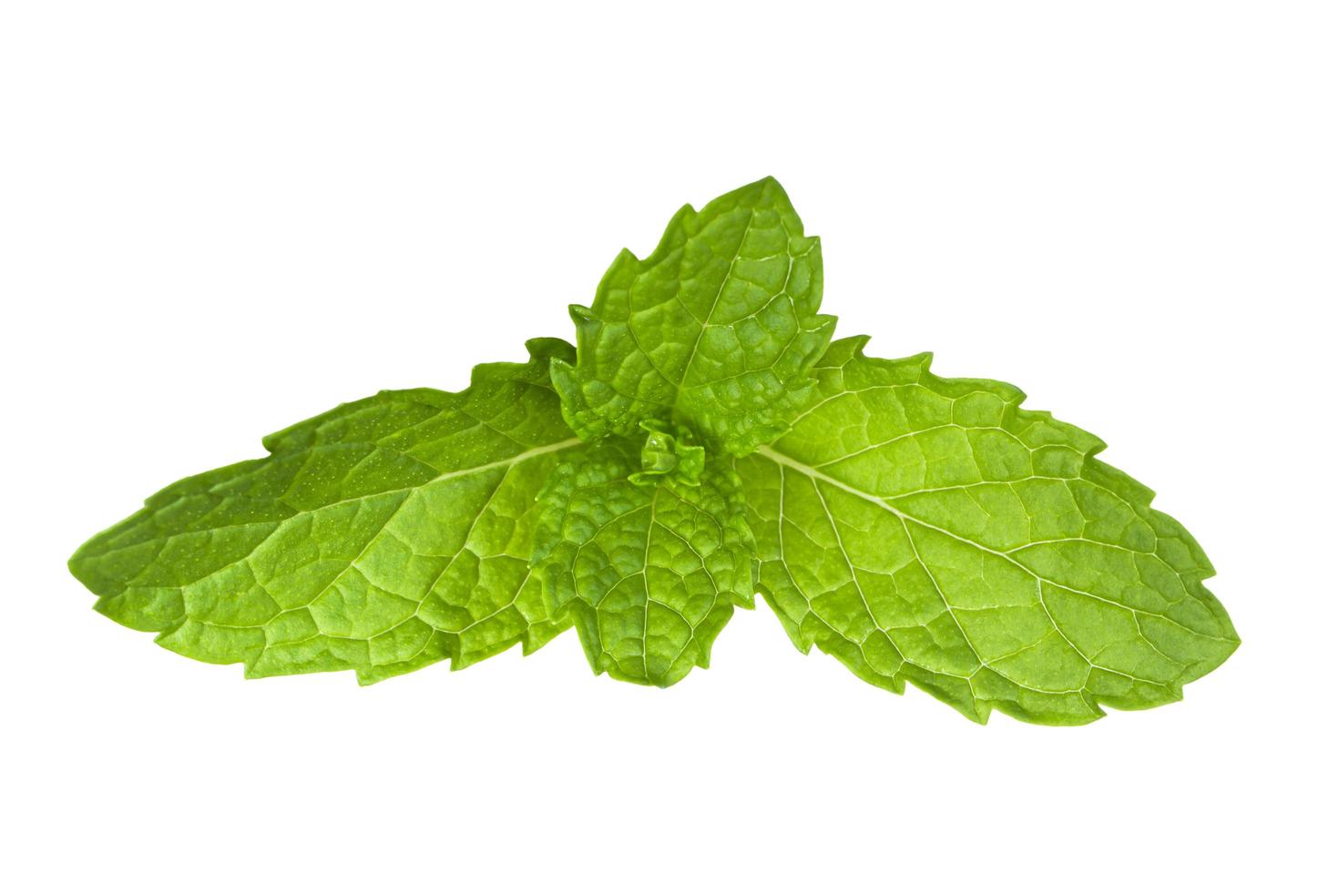 Mint leaf fresh, closeup isolated on a white background. photo