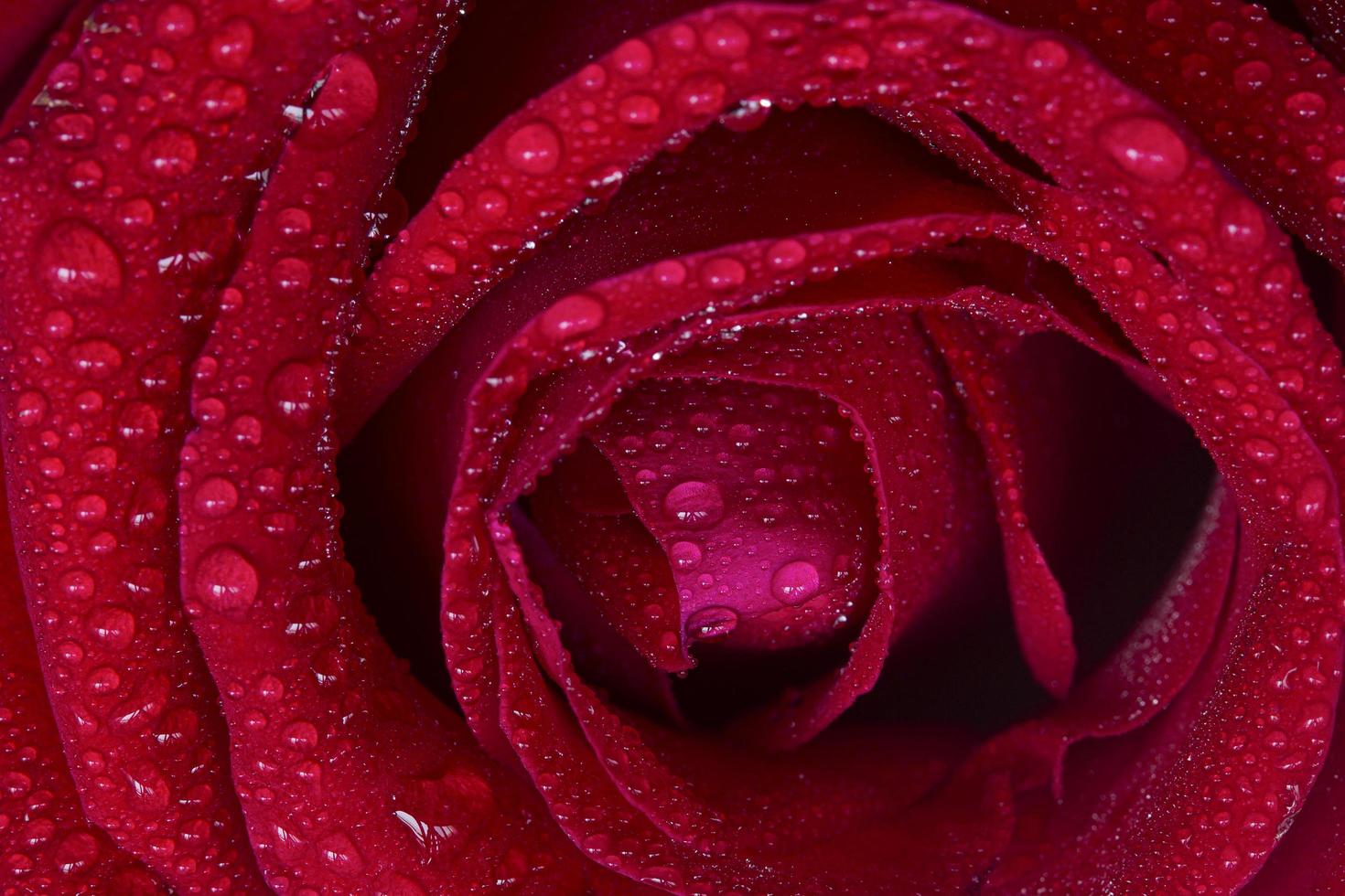 Drops of rain on the rose-red background. photo