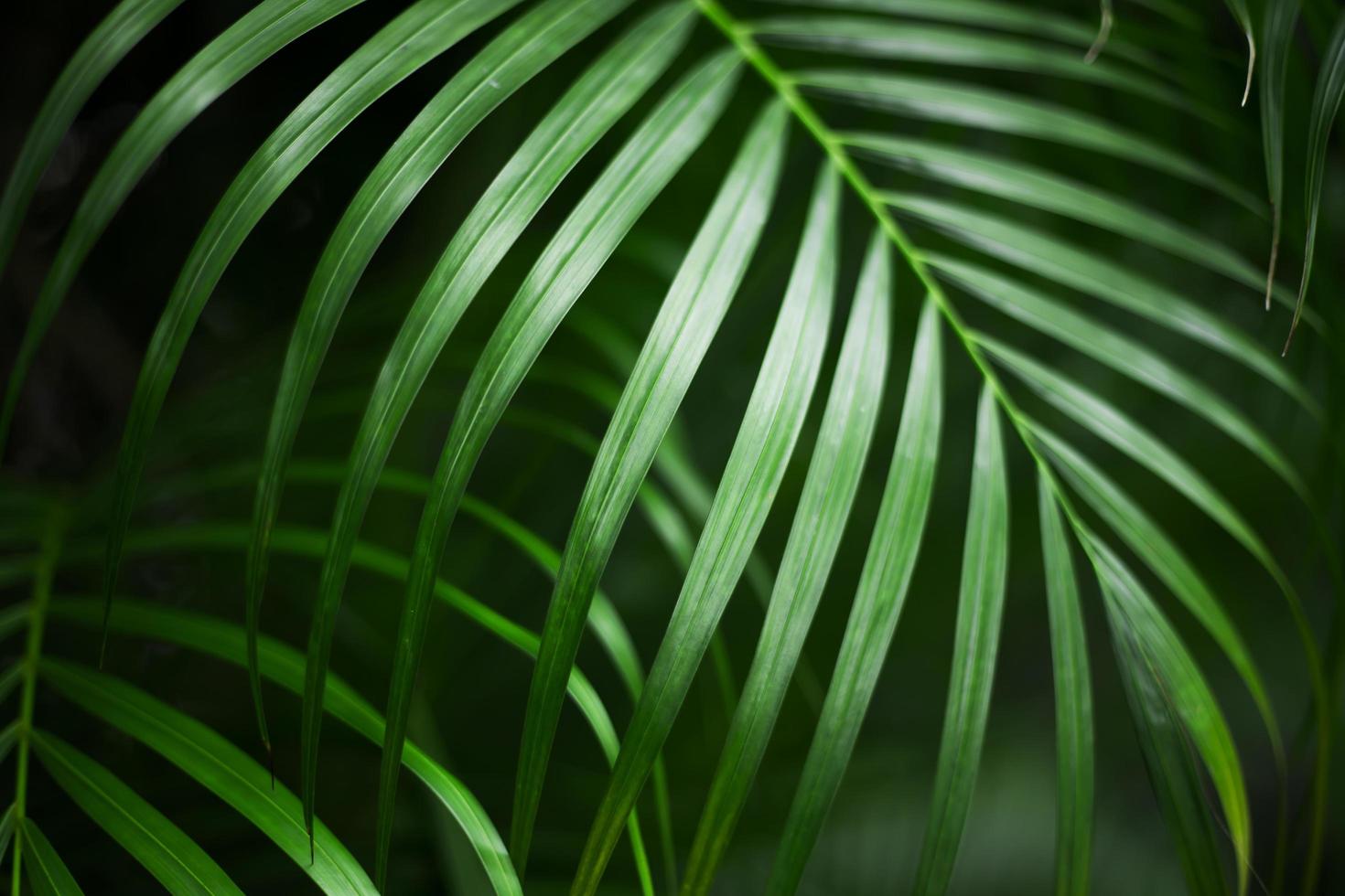 tropical palm leaf, dark green background photo