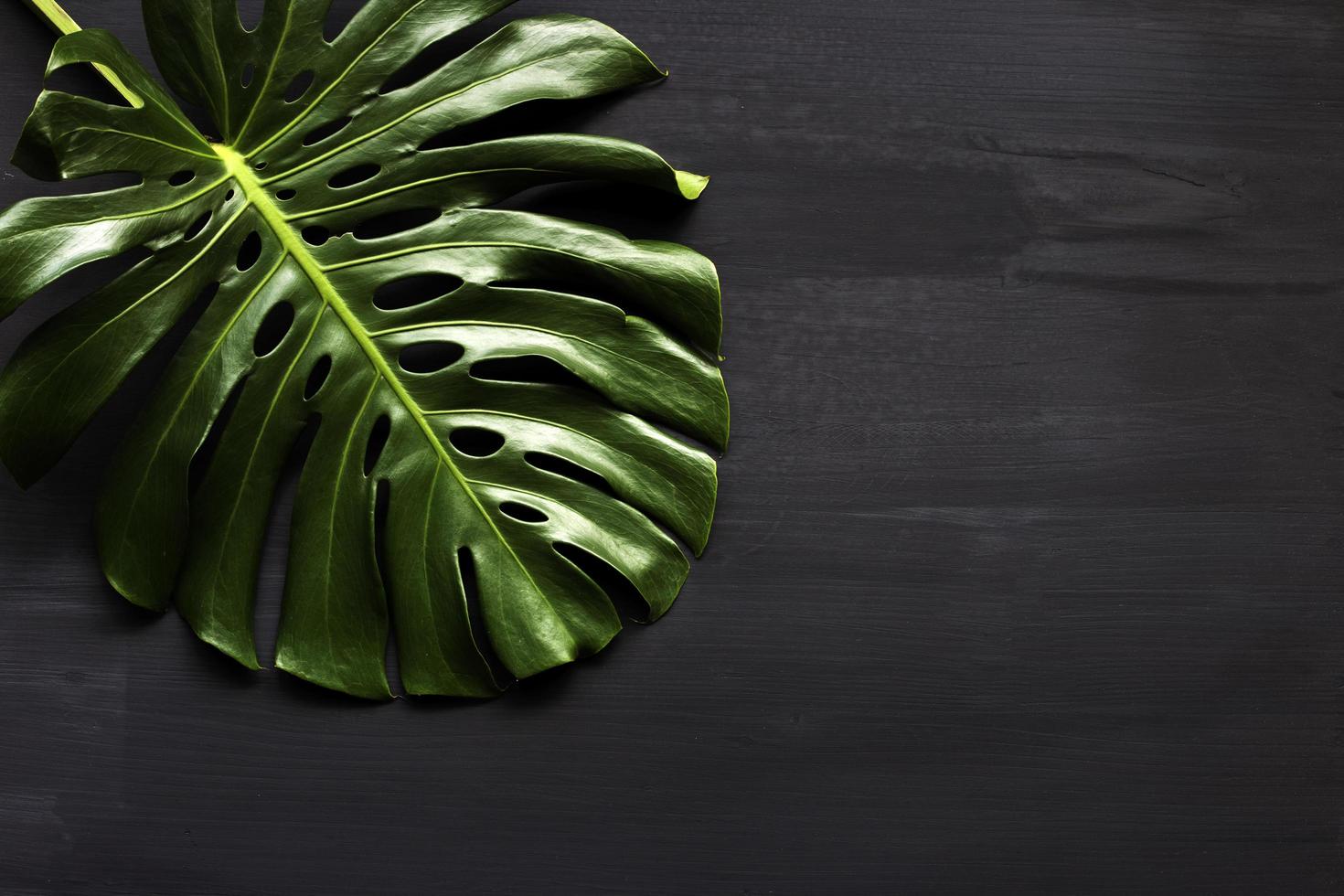 Monstera is a tropical floor. On wooden floor with black background photo