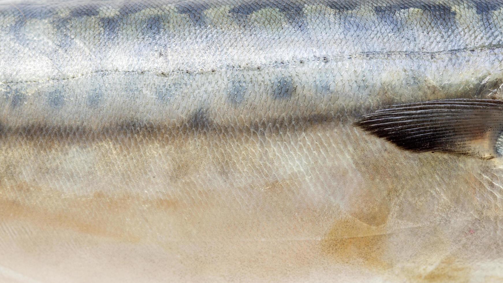 Saba background fish photo