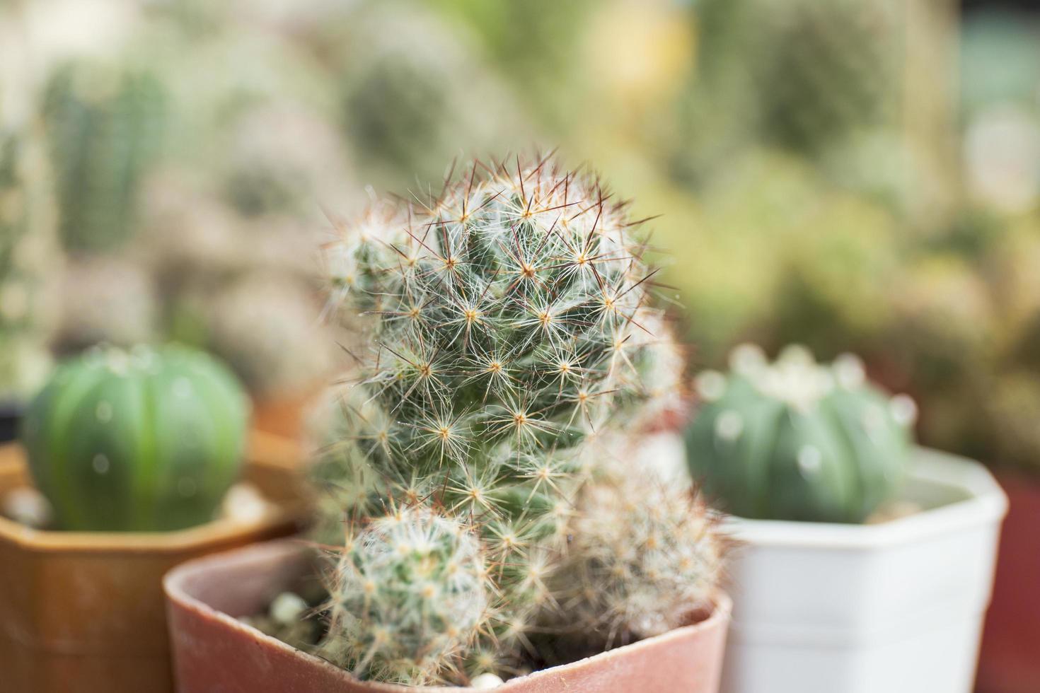 small cactus in a pot photo