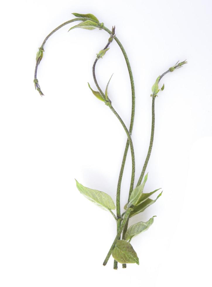 Young shoots of vegetables isolated on white background. photo