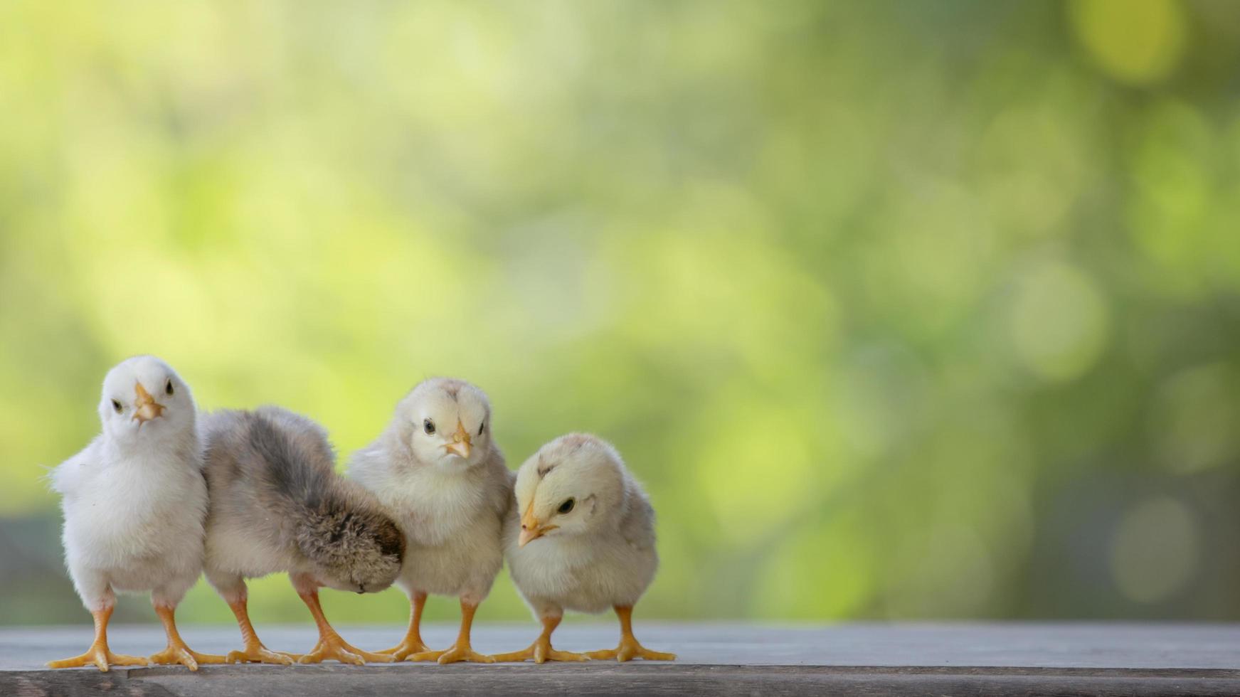 4 yellow baby chicks on wood floor behind natural blurred background photo