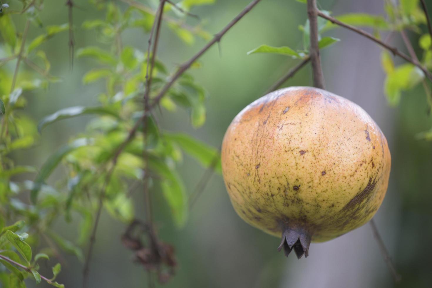 fruta de granada en el árbol. foto