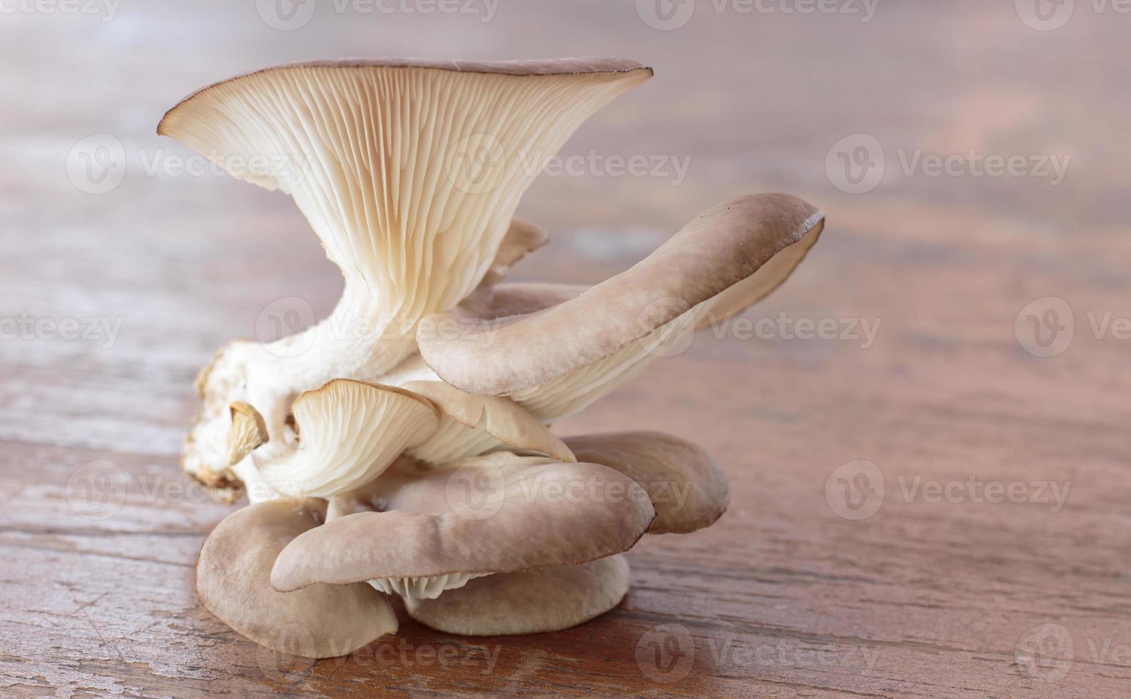 Oyster Mushroom, a sparse edible fungus with a grayish-brown oyster-shaped cap and a very short or missing stem. It grows on the wood of broadleaf trees and rots. photo
