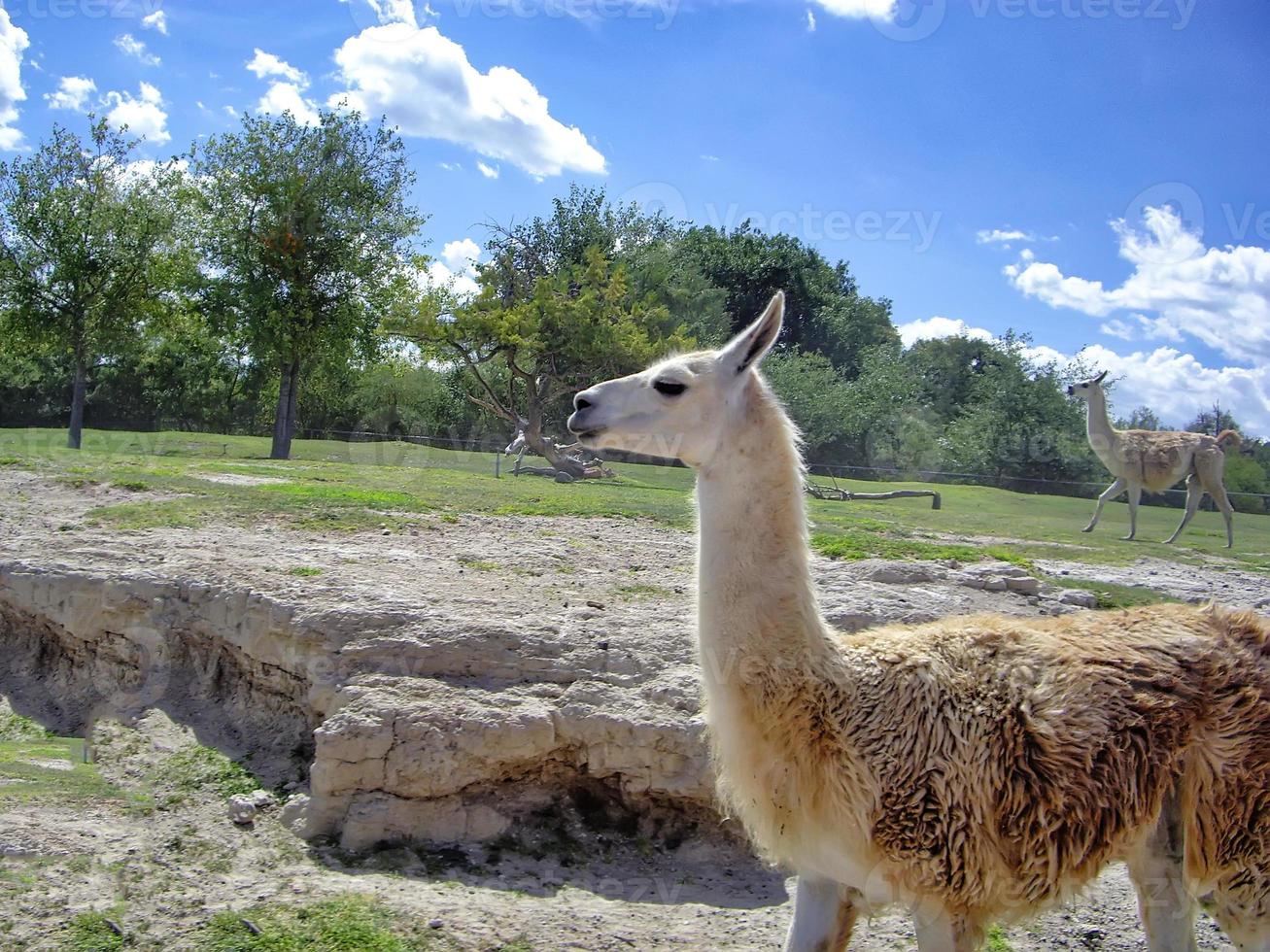 Africam Safari park near Puebla city in Mexico photo