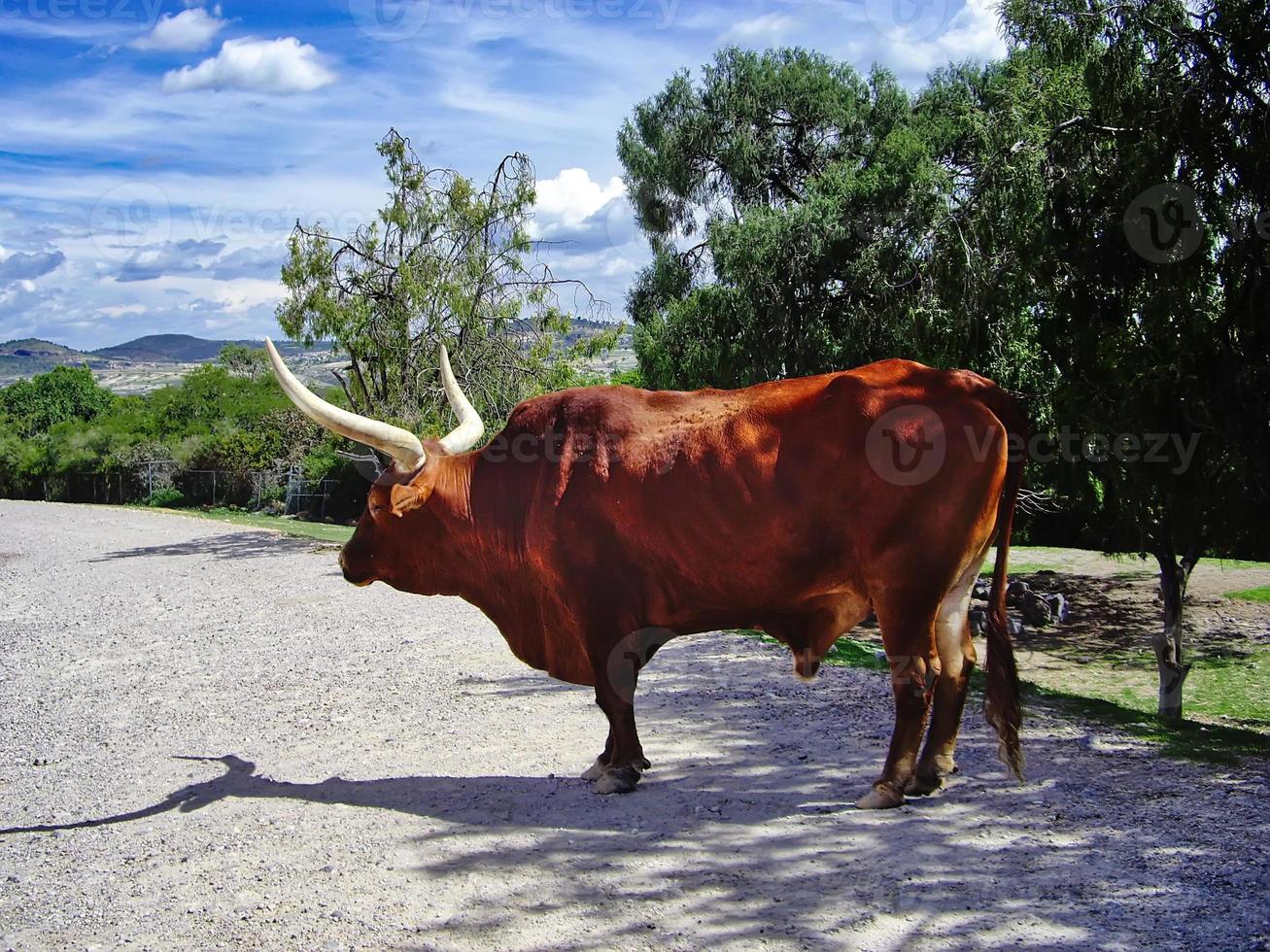 Africam Safari park near Puebla city in Mexico photo