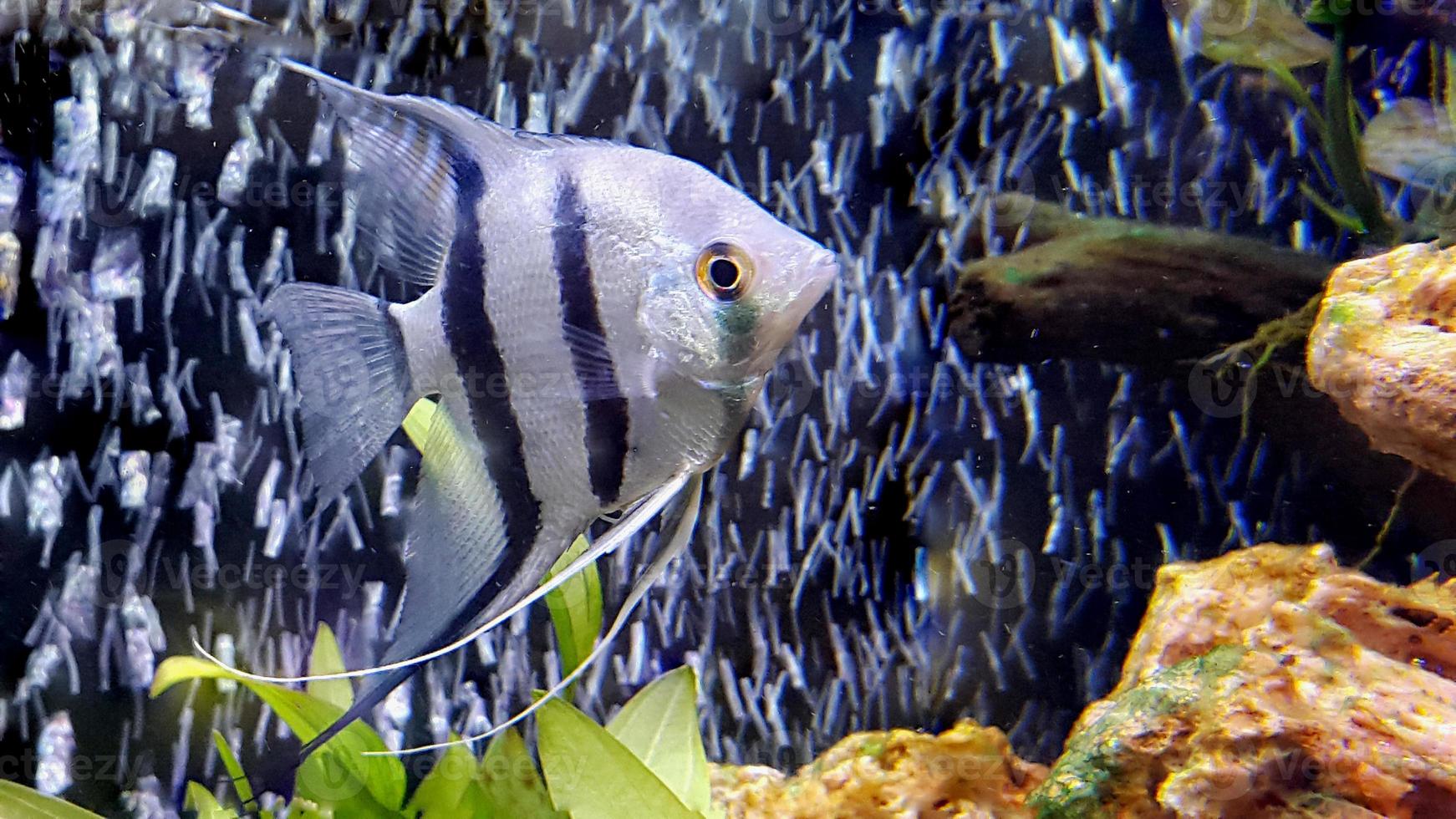 Angelfish - Pterophyllum scalare in aquarium photo