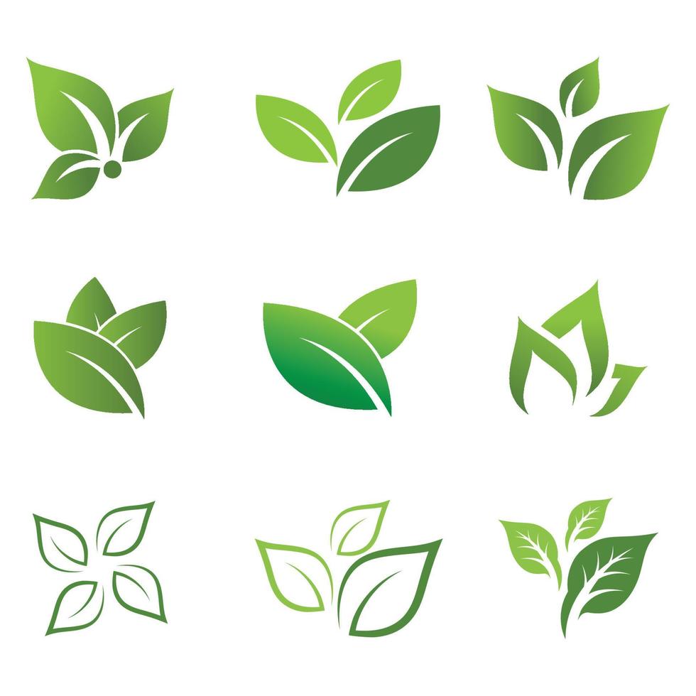Mint leaves flat vector color icon template illustration design