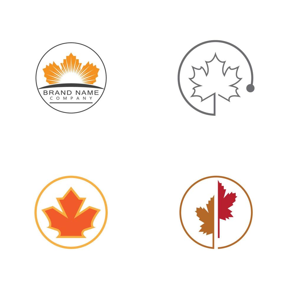 Maple leaf vector illustration design template