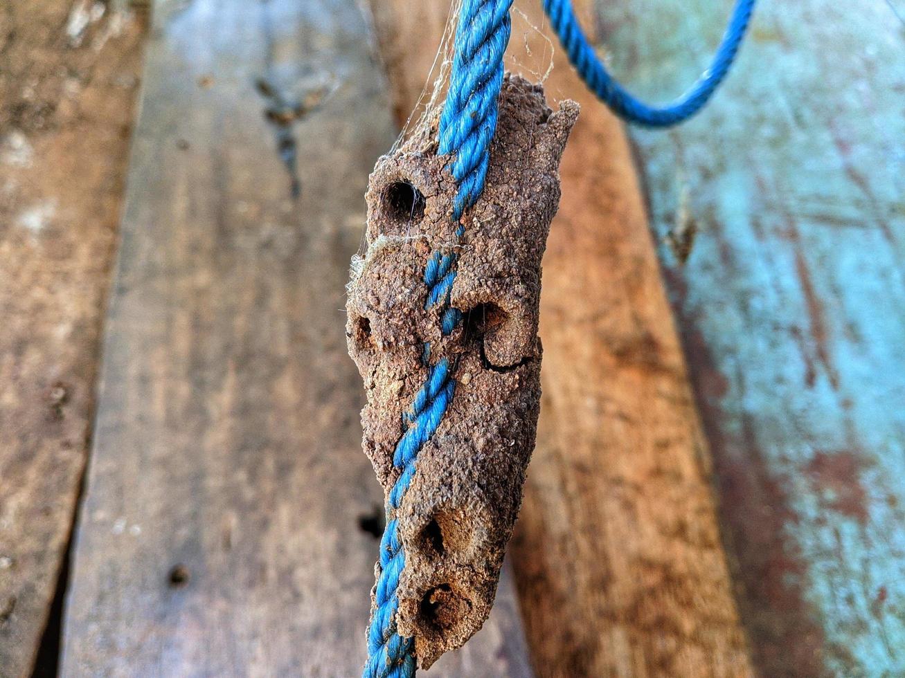 Insect nests made of dirt and attached to ropes.  Photos that look rare and exotic.