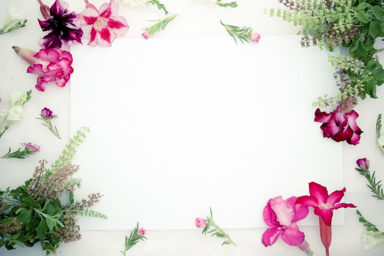 flores de azalea rosa, flores de asistasia gangetica blanca, albahaca verde y hoja de papel en blanco sobre un fondo rosa. borde de primavera flor rosa y blanca, vista superior, papel negro para texto, plano. foto