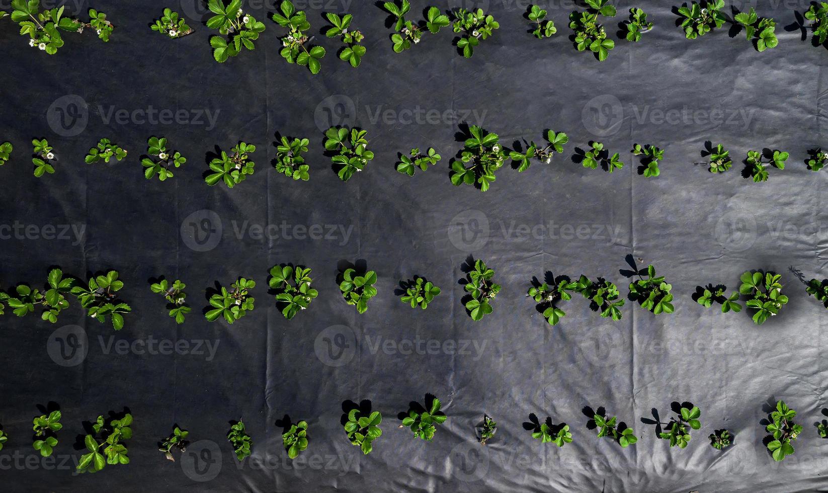 the strawberry field top view. Growing without weeds 6904274 Stock